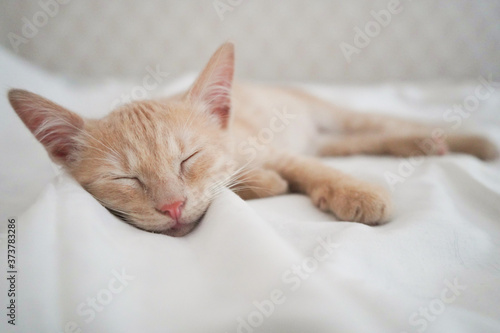 Small red-haired affectionate kitten sleeps on a white blanket. Love for animals