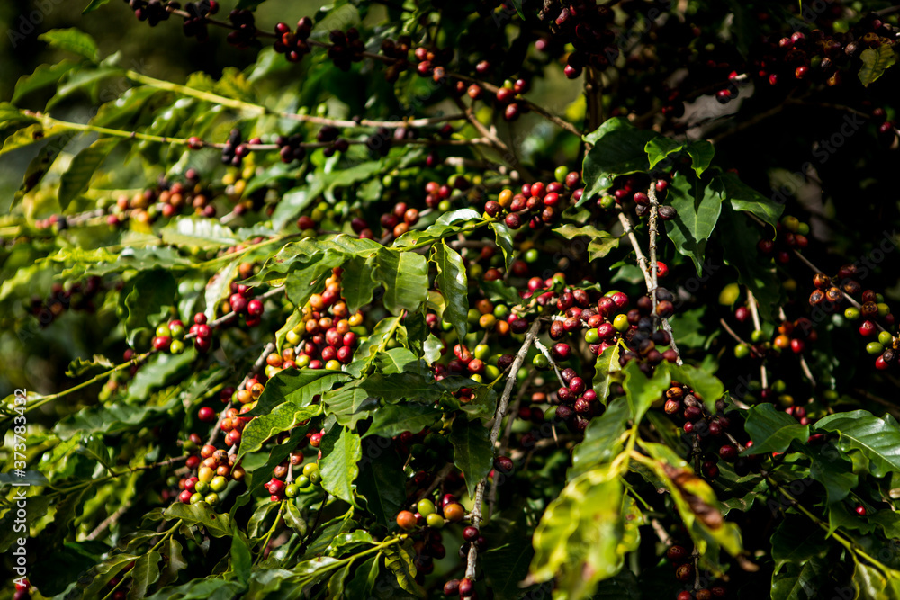 Closeup of branch with dark and red Brazilian coffee fruits hanging on the plant during production harvest. Fair trade storytelling concept. Closeup of branch with dark and red Brazilian coffee fruits hanging on the plant during production harvest. Fair trade storytelling concept.