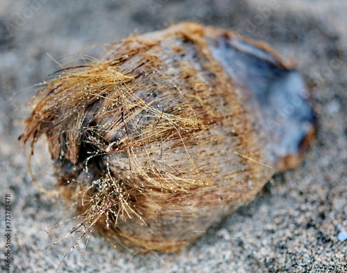 coconut on the beach