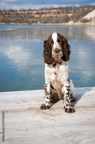 An English Springer Spaniel puppy sits on the shore of an ice-covered lake. The hunting breed of dogs.