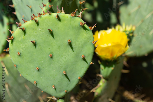 View of a green prickly pear cactus on a yellow flower background.  © Svetlana