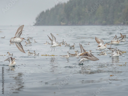 Canada. British Columbia. A flock of Red-necked phalaropes (Phalaropus lobatus) forage in Blackfish Sound during fall migration. photo
