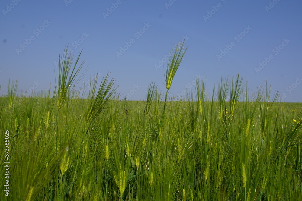 Fototapeta premium 한국의 들판