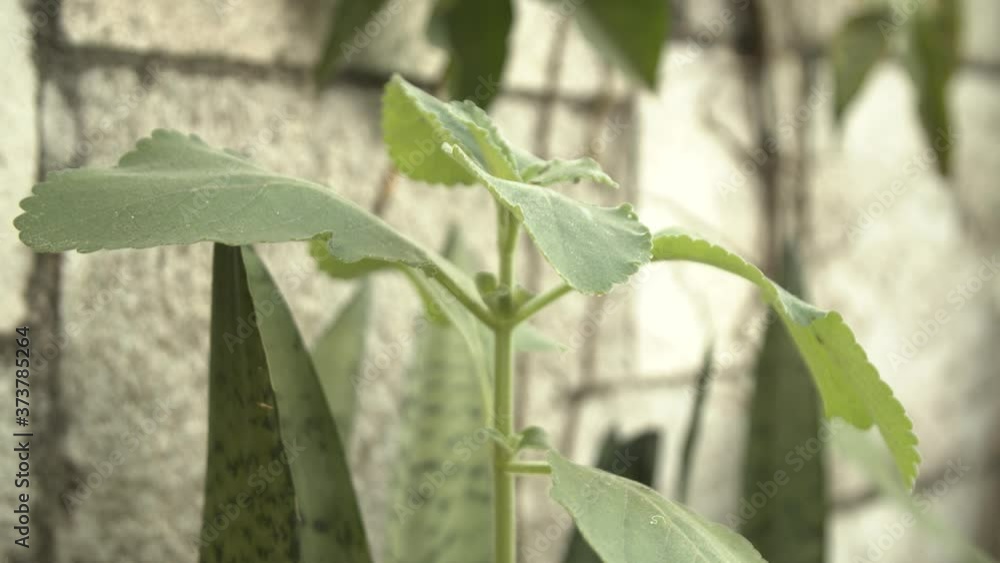 Watering garden plants with watering can in slow motion at 60fps Watering garden plants with watering can in slow motion at 60fps