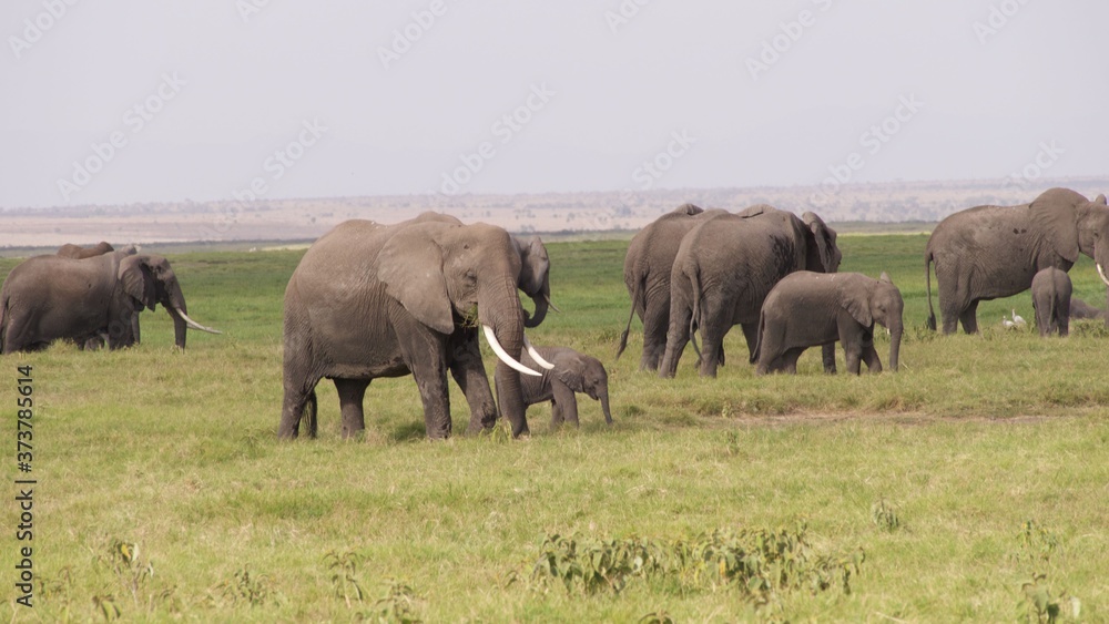 Zebras migrating to green lands
