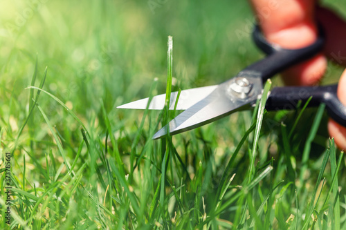 Close-up detail view of man hand cutting green grass on backyard garden with small nail scissors on bright summer sunny day. Accurate perfect lawn mowing care maintenance and service concept