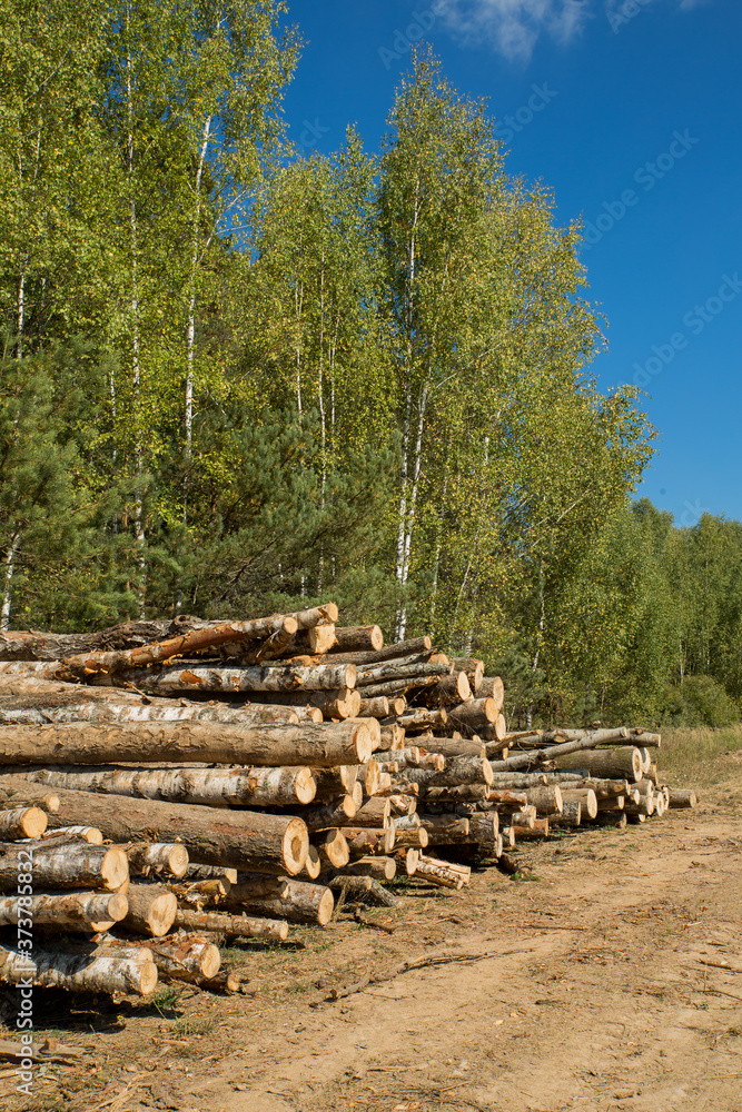 The felled trees folded near the forest. Sawmill and Woodworking Industry