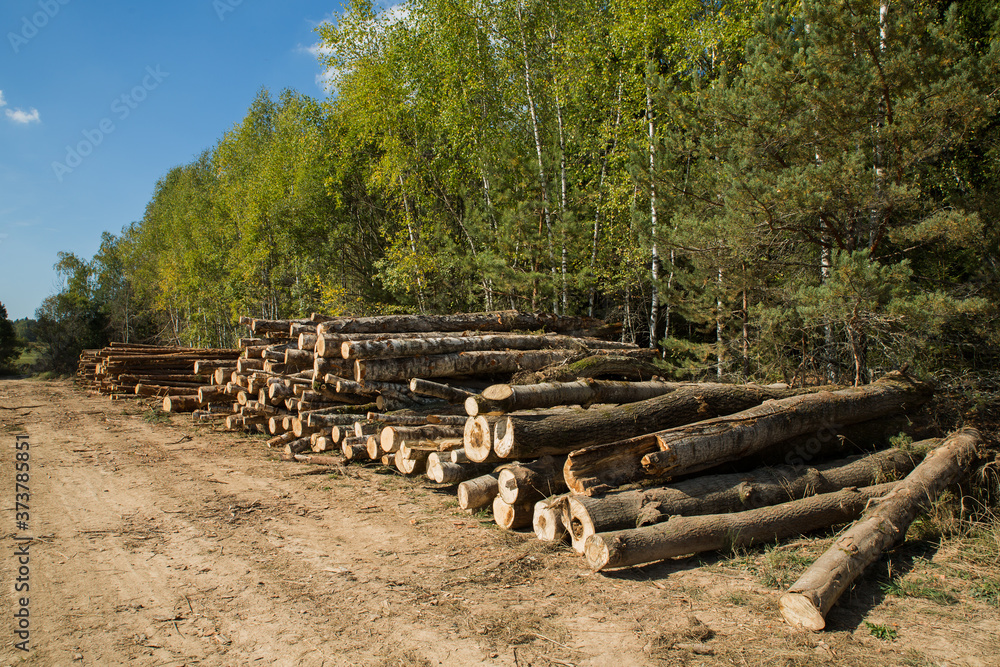 The felled trees folded near the forest. Sawmill and Woodworking Industry The felled trees folded near the forest. Sawmill and Woodworking Industry