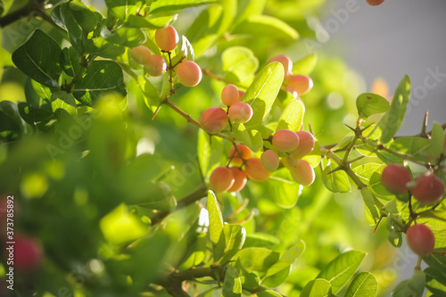 Fresh Bangal Currants fruit on the tree in moring time in Bangkok Thailand 