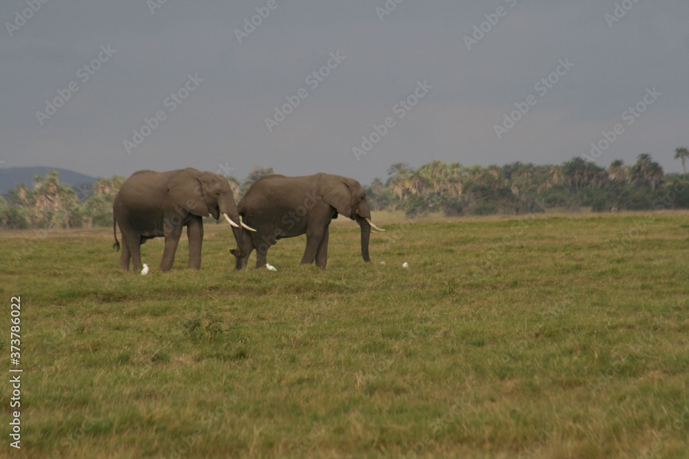 Fototapeta premium Zebras migrating to green lands