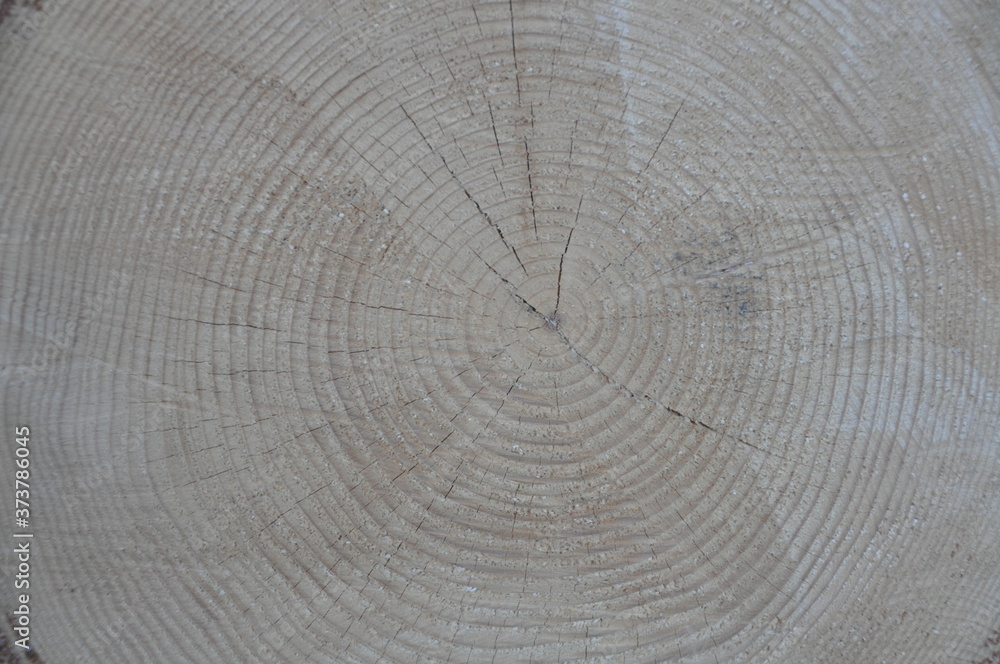 Naklejka premium Wood Grain