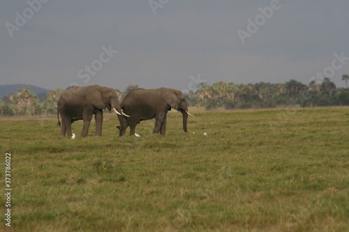 Zebras migrating to green lands 