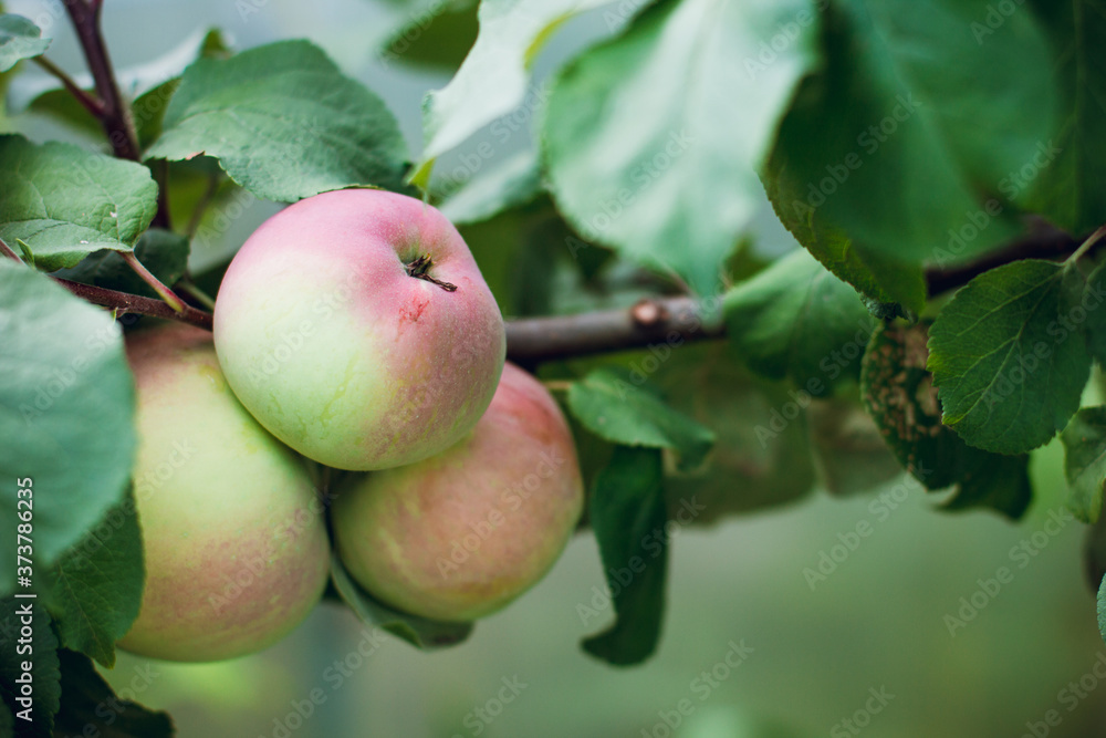 Ripe apples on a tree branch, green foliage and harvest Ripe apples on a tree branch, green foliage and harvest