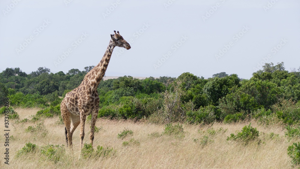 Giraffes migrating to green lands
Giraffes migrating to green lands