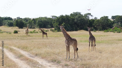 Canvas Print Giraffes migrating to green lands