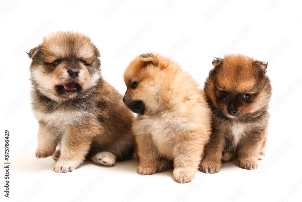 Fototapeta premium three spitz puppies is on white background