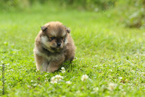 spitz puppy is on lawn grass outdoor  close up with copy space © Петр Смагин