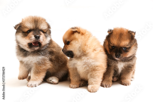 three spitz puppies is on white background