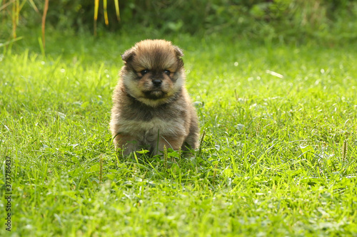 Fototapeta Naklejka Na Ścianę i Meble -  spitz puppy is on lawn grass outdoor  close up with copy space