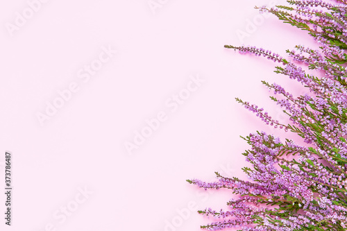 A border of Pink Common Heather flowers on a pink backdrop.  Copy space  top view.