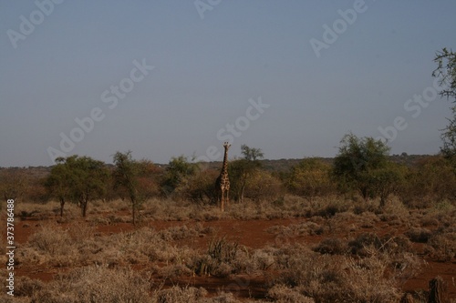Photography Zebras migrating to green lands