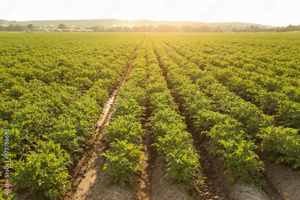 potato field at a summer sunny day potato field at a summer sunny day