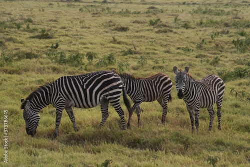 Zebras migrating to green lands

