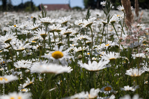 white daisies in a field