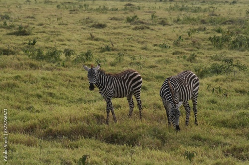 Zebras migrating to green lands  