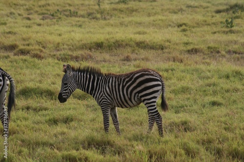 Zebras migrating to green lands  