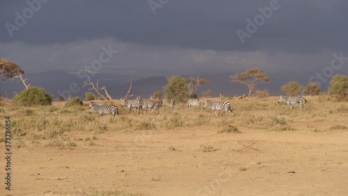 Zebras migrating to green lands

