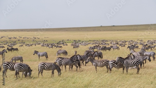 Zebras migrating to green lands

