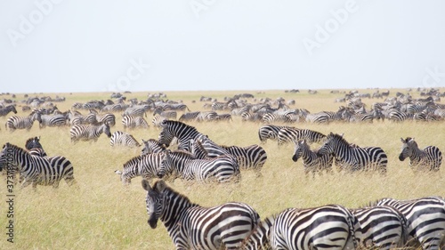 Zebras migrating to green lands

