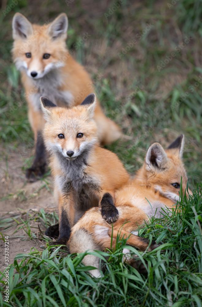 Red fox kits in the wild Red fox kits in the wild