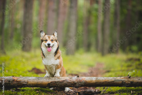 red welsh corgi pembroke dog portait in a forest