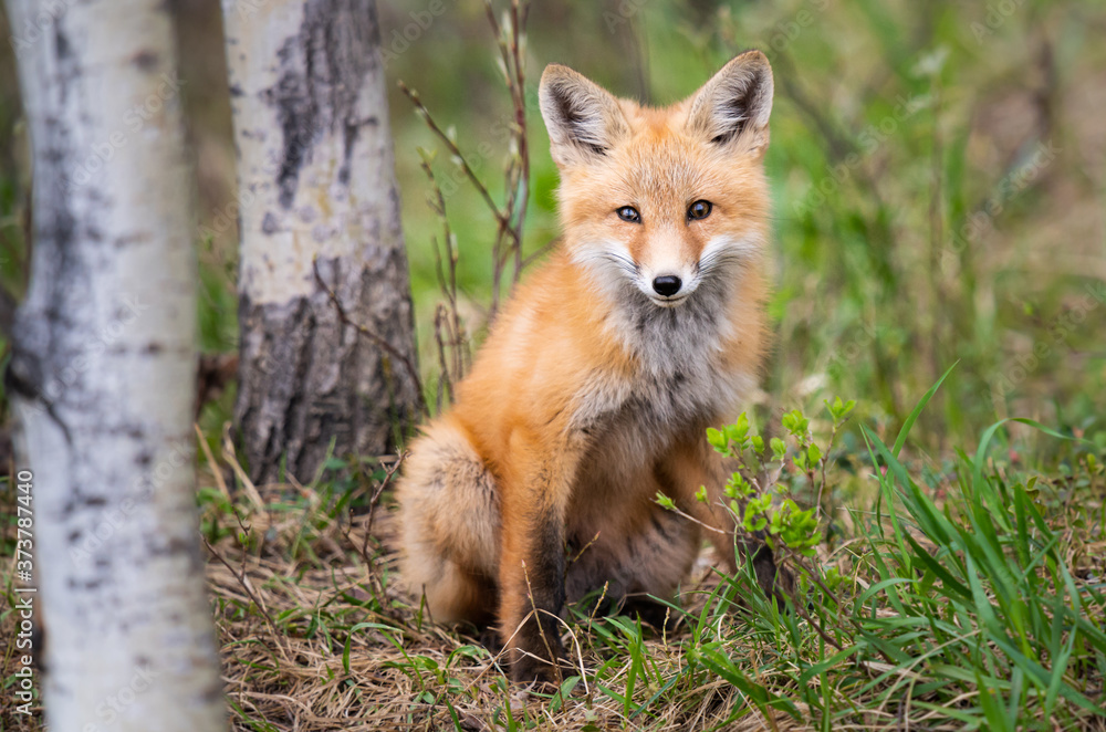 Red fox kits in the wild Red fox kits in the wild