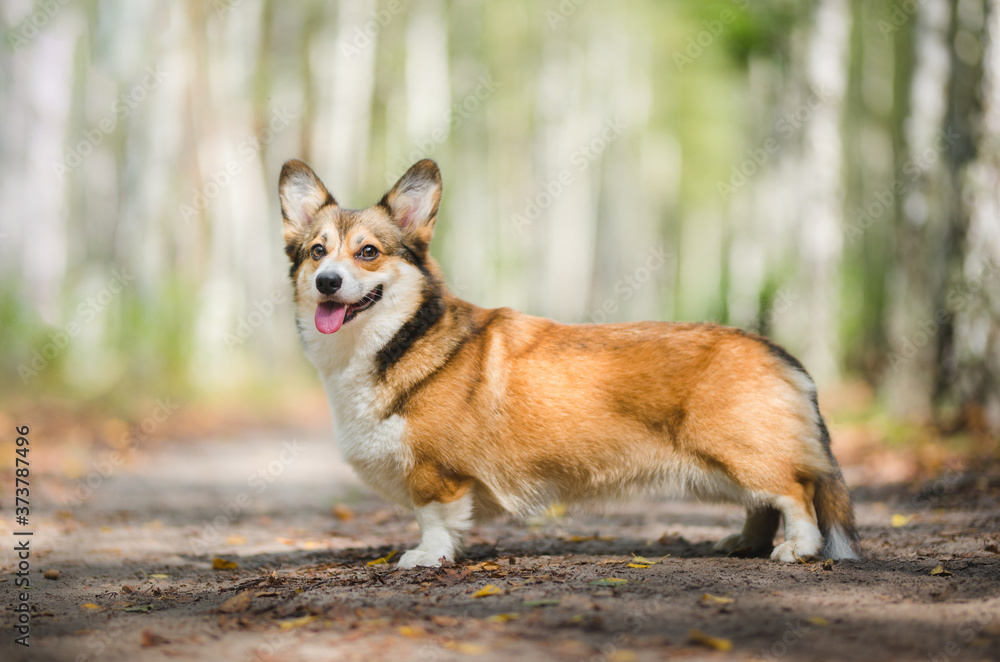 Sable welsh corgi pembroke dog portrait standing in the forest