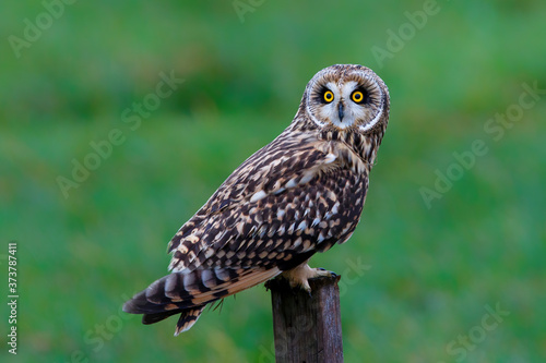Short-eared owl sitting on a pole in the meadows of Noord Brabant near Rosmalen in the Netherlands