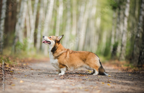 Sable welsh corgi pembroke dog portrait standing in the forest