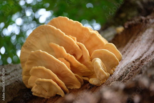 Mushroom Pilz fungi mehrporig Roostetorik (Pycnoporellus fulgens) Baumpilz Nationaal Park Veluwezoom Gelderland Niederlande bokeh