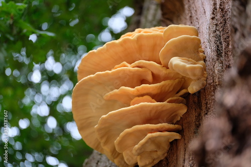 Mushroom Pilz fungi mehrporig Roostetorik (Pycnoporellus fulgens) Baumpilz Nationaal Park Veluwezoom Gelderland Niederlande bokeh