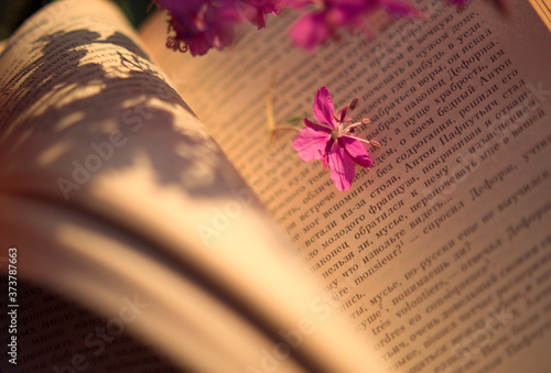 Still life with willow-herb flowers on the book, with shadows of flowers and warm sunset lighting
