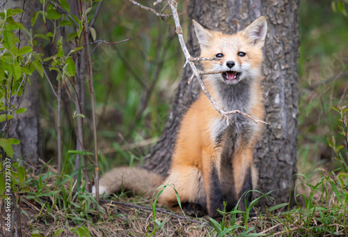 Red fox kits in the wild © Jillian