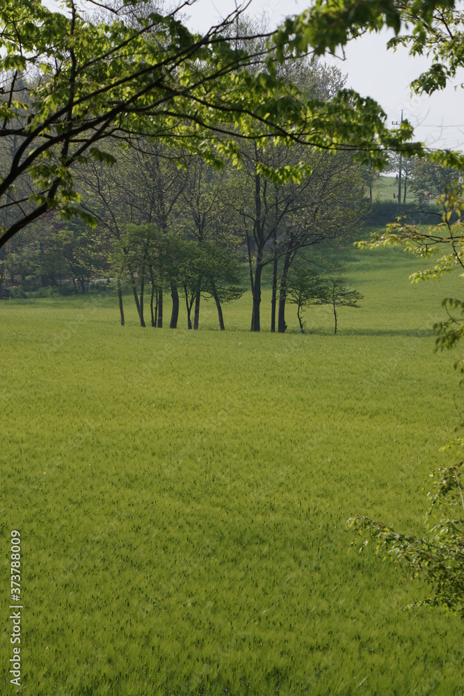 Obraz premium 한국의 들판