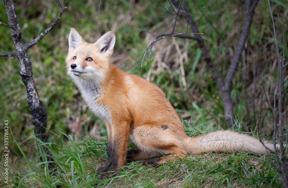 Fototapeta premium Red fox kits in the wild