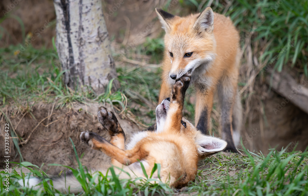 Obraz premium Red fox kits in the wild