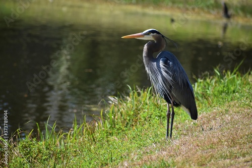 Blue Heron