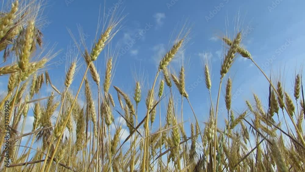 Spikelets swaying the wind against a blue sky Spikelets swaying the wind against a blue sky