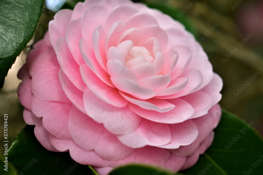 Pink Camelia Pink Camelia