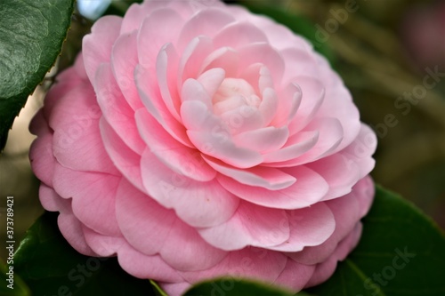 Pink Camelia